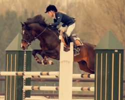 jumper Ninaro (German Riding Pony, 2000, from Night-Power)