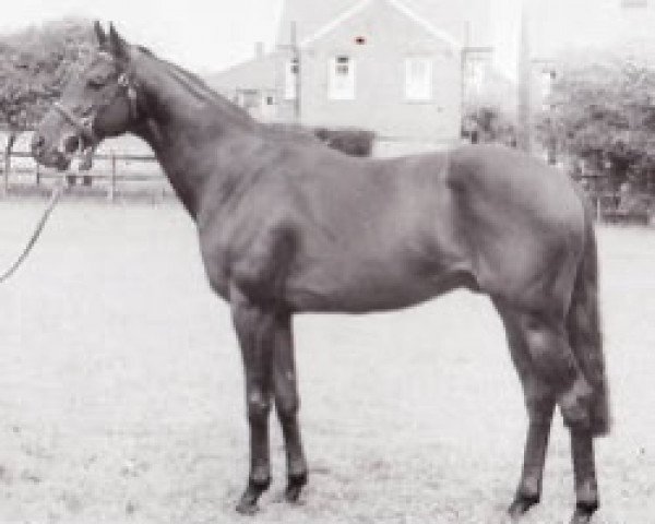 stallion Novalis xx (Thoroughbred, 1959, from Owen Tudor xx)
