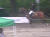 Springpferd Quix Air (Holsteiner, 2008, von Quidam de Revel)