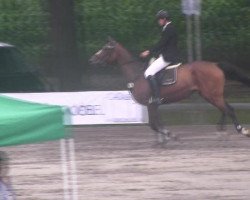 Springpferd Quix Air (Holsteiner, 2008, von Quidam de Revel)