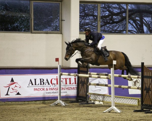 Pferd Gigondas (KWPN (Niederländisches Warmblut), 2011, von Ultimo)