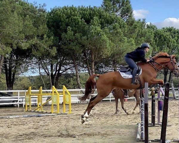 Pferd Jarez de la Frontera (Belgisches Warmblut, 2009, von Griseldi)