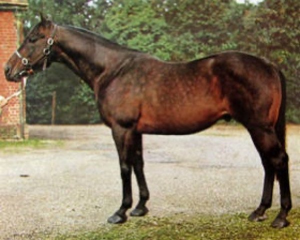 stallion Streetfighter xx (Thoroughbred, 1962, from Aggressor xx)
