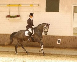 dressage horse TS Cascara (Holsteiner, 2007, from Cassiano)