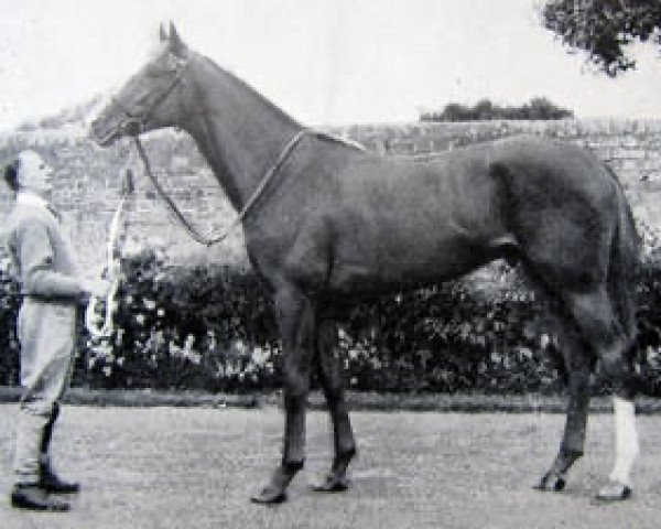 stallion Messmate xx (Thoroughbred, 1954, from Blue Peter xx)