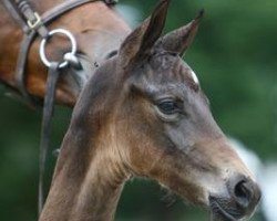 jumper High Five (KWPN (Royal Dutch Sporthorse), 2012, from Indoctro)