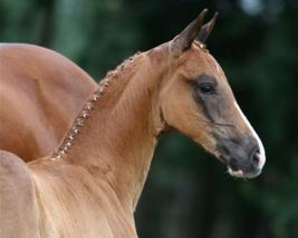 dressage horse Hibiscus N.D (KWPN (Royal Dutch Sporthorse), 2012, from Charmeur)