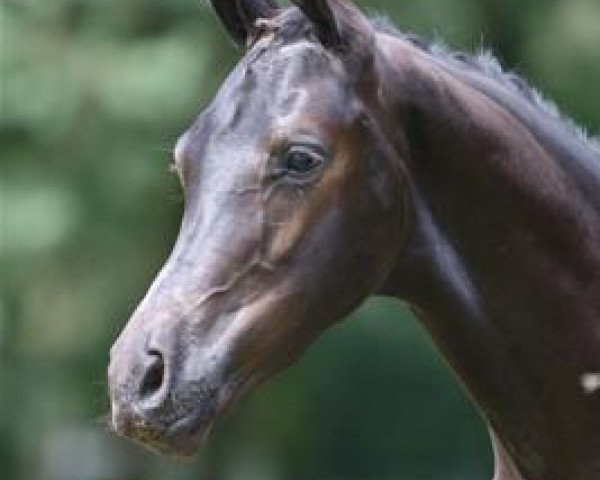 dressage horse Hercules E (KWPN (Royal Dutch Sporthorse), 2012, from Charmeur)