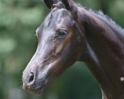 dressage horse Hercules E (KWPN (Royal Dutch Sporthorse), 2012, from Charmeur)