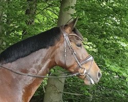 broodmare Nikita Z (Zangersheide riding horse, 2014, from Numero Uno)