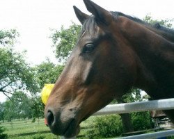 jumper Faro (Hanoverian,  , from Frenchman I)