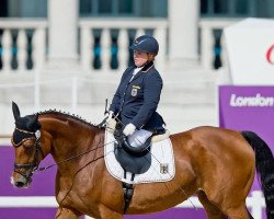 dressage horse Ariva-Avanti (Hessian Warmblood, 2003, from Alabaster)