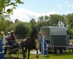 horse Alpinist (KWPN (Royal Dutch Sporthorse), 2005, from Plain's Liberator)