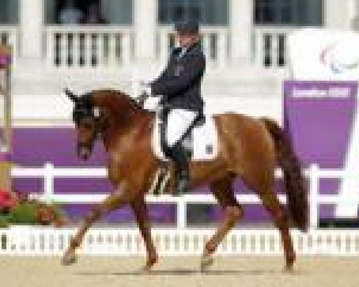 broodmare Aquilina (Zweibrücken, 1998, from Aquilino)