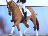 dressage horse Di Caprio 32 (Rhinelander, 2006, from De Niro)