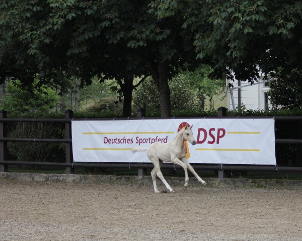 Dressurpferd Zaffir (Deutsches Sportpferd, 2022, von Zafferano 3)