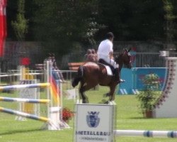 jumper Stalino (Hanoverian, 2004, from Stakkato)