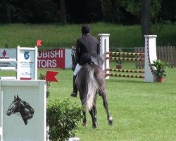 jumper Balou 718 (Oldenburg, 2007, from Balou du Rouet)