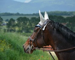 Zuchtstute Christina (Schweizer Warmblut, 2013, von Cassirado)