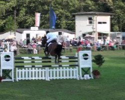 jumper Collani 3 (German Sport Horse, 2005, from Collini)