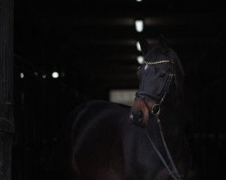 jumper Chilango's Corazón (Hanoverian, 2017, from Cornet Obolensky)