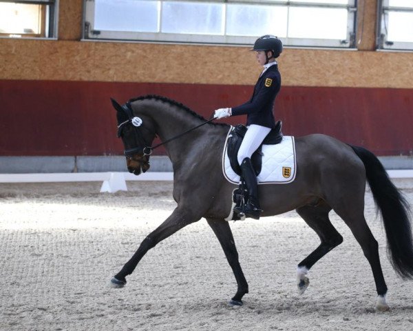 dressage horse No Discussion HH (Westphalian, 2008, from Nintender)