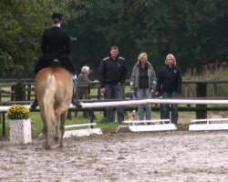 dressage horse Lutz (7,03% ox) (Edelbluthaflinger, 2003, from Argument (10,94% ox))