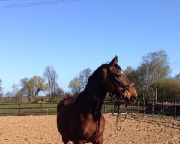 Pferd Charley-Brown (Holsteiner, 1992, von Cascadeur)