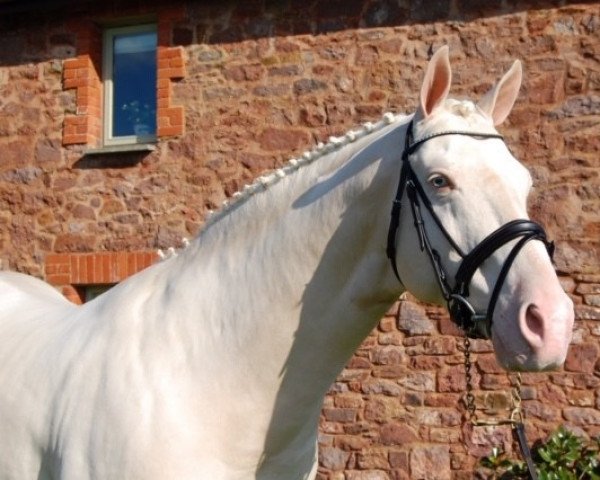 stallion Magician GF (German Sport Horse, 2007, from Mascarpone's Erbe GF)