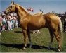 stallion Attila (Palomino, 1972, from Goldmount Bourbon Genius)