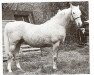 stallion Goldmount Bourbon Genius (Palomino, 1965, from Boubon's Golden King)