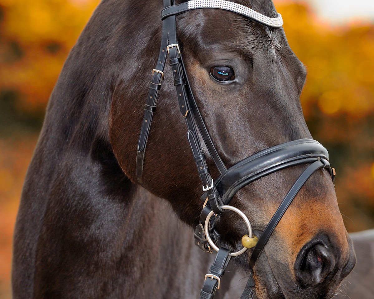 dressage horse Highlight (Hanoverian, 2007, from Hotline)