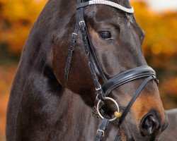 dressage horse Highlight (Hannoveraner, 2007, from Hotline)