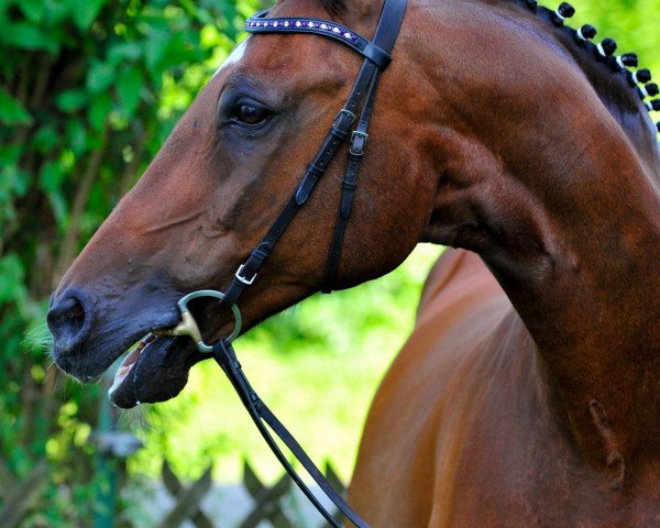 Pferd Dandy (Westfale, 1989, von Denberg)