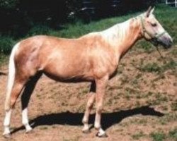 broodmare Novella (Hungarian Warmblood, 1977, from Hullam-Perseus)