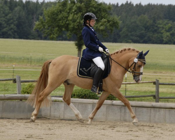 dressage horse Dorian (German Riding Pony, 2008, from FS Don't Worry)