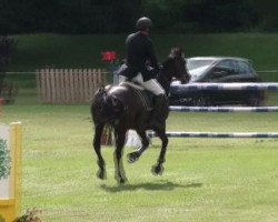 jumper Wotan vom Neumühler Hof (Hanoverian, 2003, from Wolkenzauber)