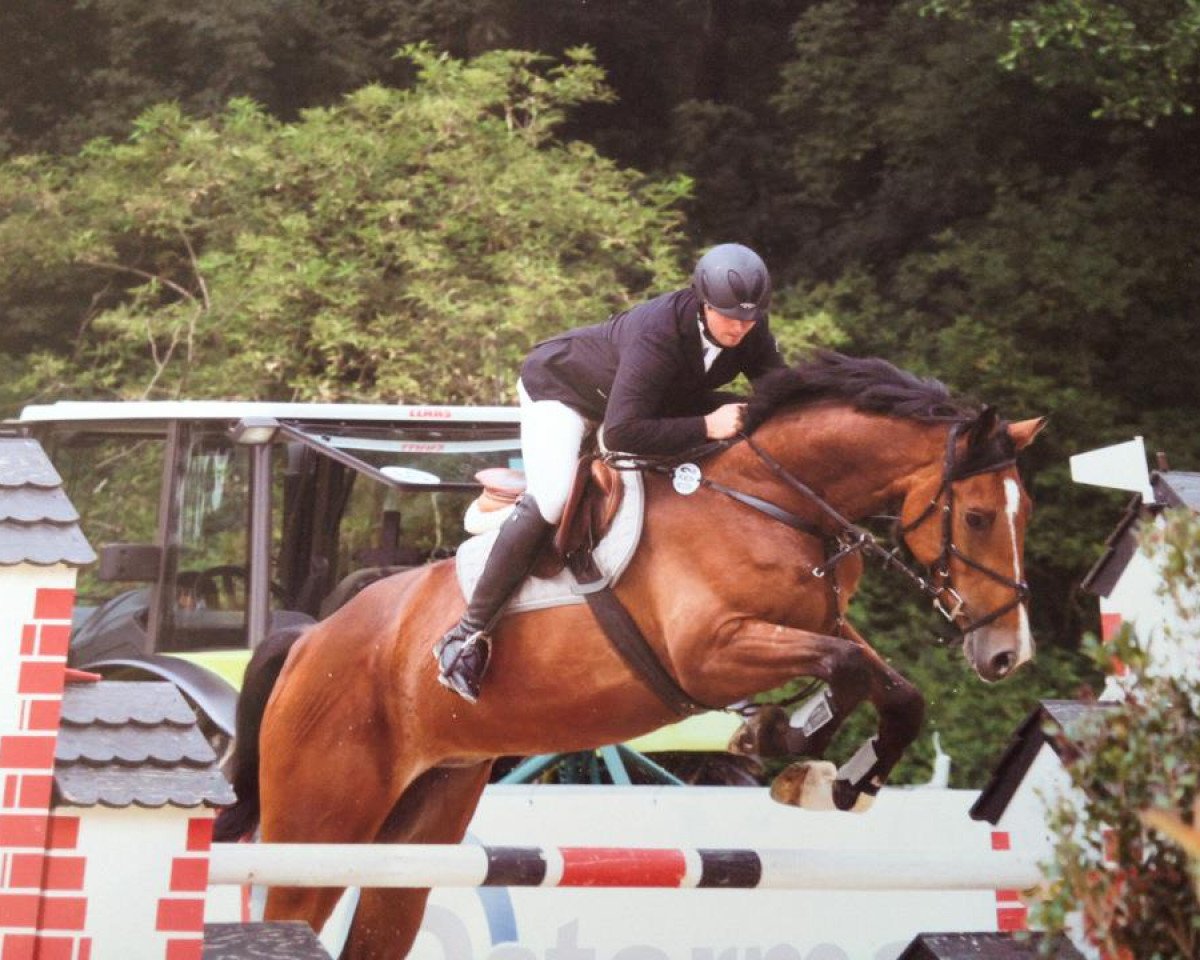 Springpferd Baldino 3 (Pinto/Hunter, 2007, von Balou du Rouet)