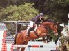 jumper Baldino 3 (Pinto / Hunter, 2007, from Balou du Rouet)