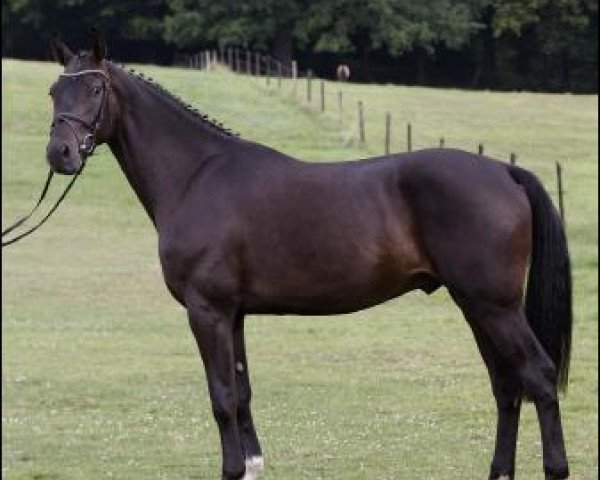 dressage horse Don Caruso 6 (Hanoverian, 2009, from Don Crusador)