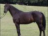 dressage horse Don Caruso 6 (Hanoverian, 2009, from Don Crusador)