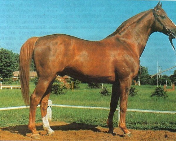 stallion Hullam-Perseus (Hanoverian, 1972, from Perser xx)