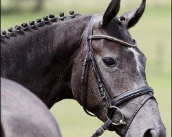 dressage horse Da Valino (Hanoverian, 2009, from Dressage Royal)