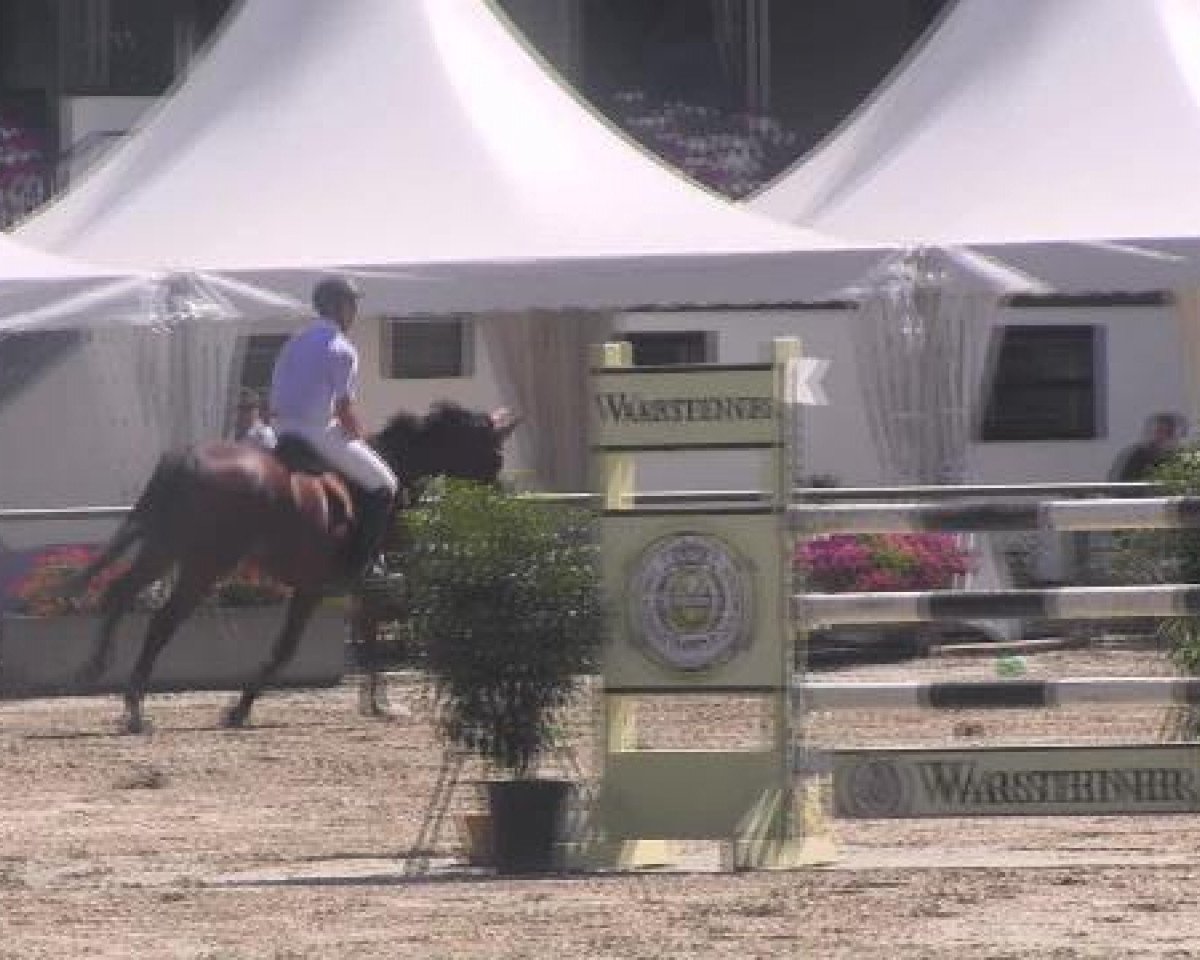 jumper Dreister 5 (Westphalian, 2002, from Dinard L)