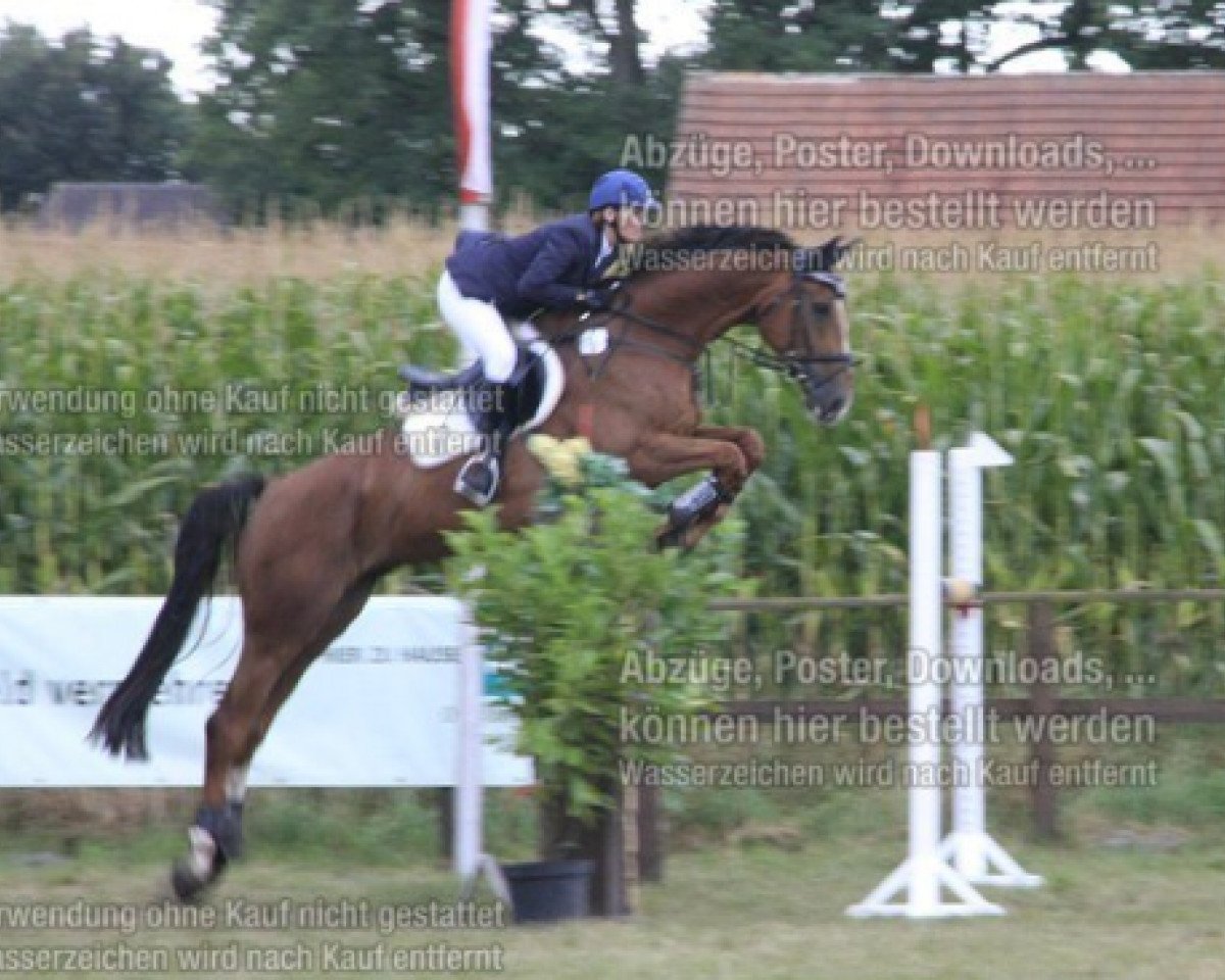 horse Reality Boy (Hanoverian, 2005, from Rotspon)