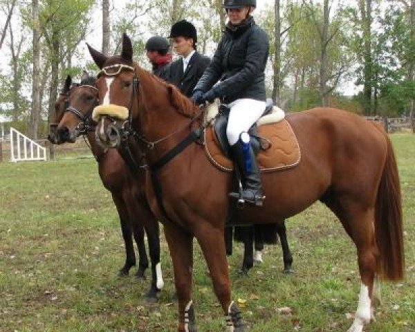 horse Fritz 472 (Brandenburg, 2001, from Frühtau)