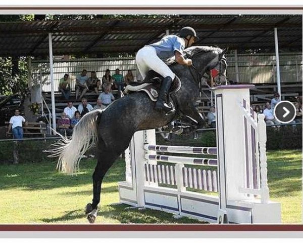 Springpferd Lennox Loui (Deutsches Sportpferd, 2004, von Levisto Z)