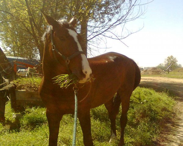 dressage horse Con Coeur (KWPN (Royal Dutch Sporthorse), 2000, from Krack C)