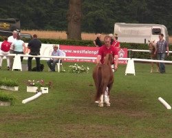 Zuchtstute Sugar (Welsh Mountain Pony (Sek.A), 2009, von Solitaire Rubin)