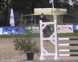 jumper Petit Exito (Hanoverian, 2008, from Prominenz)